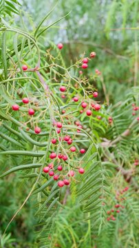 close-up footage of false pepper foliage with soft pink clusters in vertical composition. video highlights botanical textures and natural colors, representing balance, sustainability and plant life