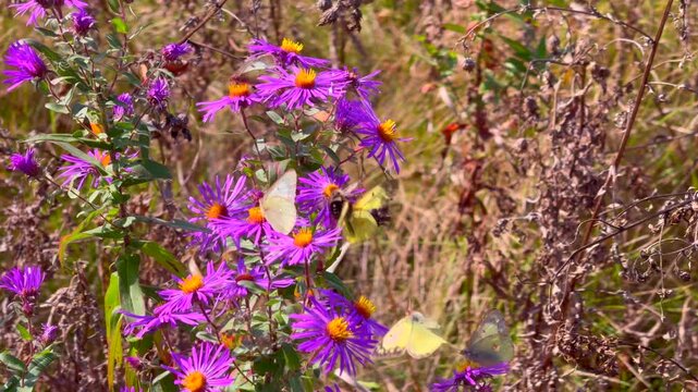 Many moths or butterflies, with bees on purple aster flowers in Autumn.