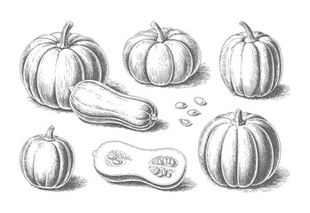 Antique garden squash and pumpkin illustration with detailed botanical line engraving.