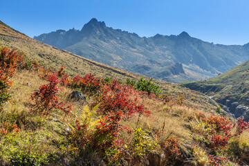 A shrub whose leaves turn red in autumn in the mountains of the Eastern Black Sea region...