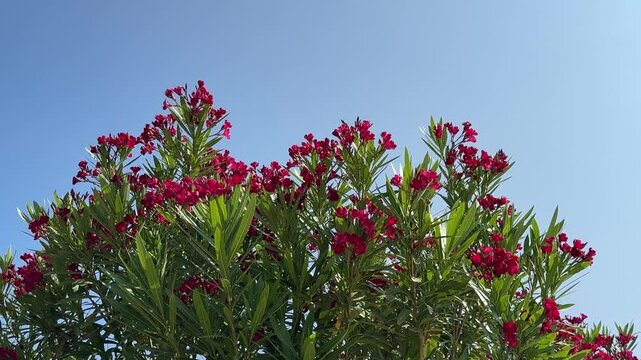 Oleander Nerium red beautiful blossoms against sky.