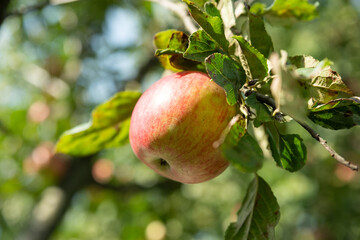 Rural organic growing of fruits in the family garden