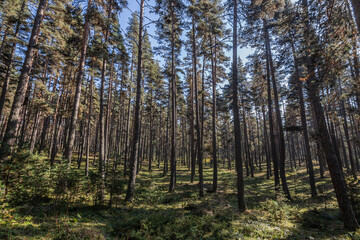 The Aladağ forests in Bolu are among the richest forests in our country.