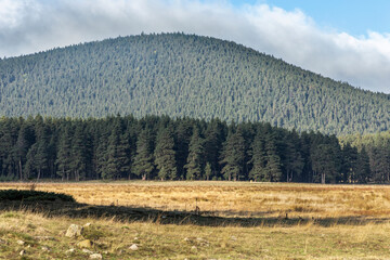 The Bolu Forests consist of Uludağ fir, beech, Scots pine, black pine, and oak...