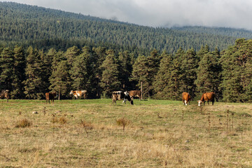 
The forests of Bolu, consisting of Uludağ fir, beech, Scots pine, black pine, and oak, and cows grazing in the meadows...