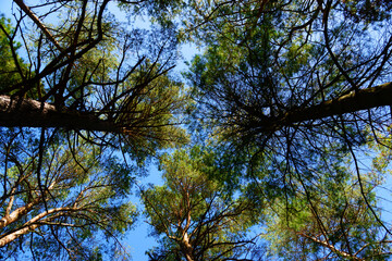 Pine trees against a blue sky