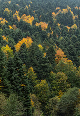 An autumn scene in Bolu, along an intercity road and the surrounding forest...