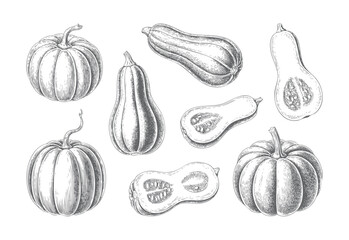 Pumpkin vegetables collection with classic engraved line art. Classic farm vegetables collection with vintage botanical engraving.