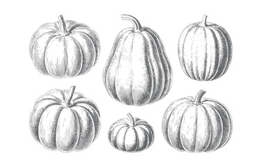 Pumpkin vegetables collection with classic engraved line art. Classic farm vegetables collection with vintage botanical engraving.