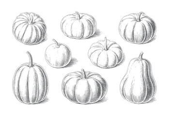 Pumpkin vegetables collection with classic engraved line art. Classic farm vegetables collection with vintage botanical engraving.