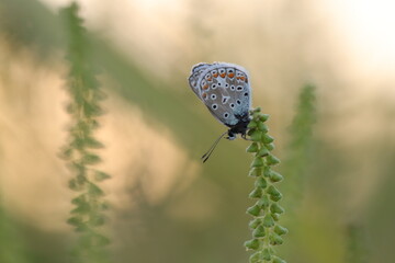 una farfalla licenide al tramonto