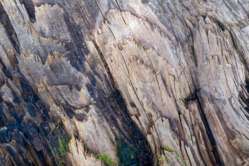 Naklejka premium Detail of the complex surface of driftwood washed up on the Pacific shore
