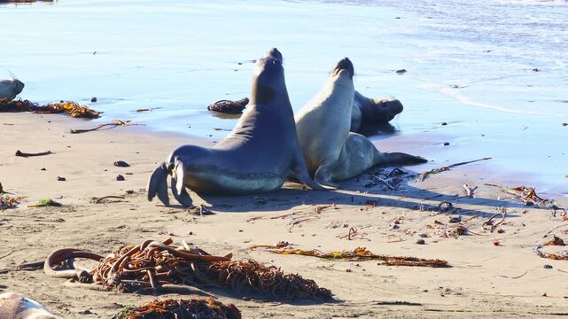 Two massive male northern elephant seals rearing up and crashing their chests together while battling for dominance on a sandy California beach