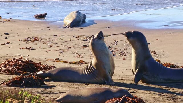Two massive male northern elephant seals rearing up and crashing their chests together while battling for dominance on a sandy California beach