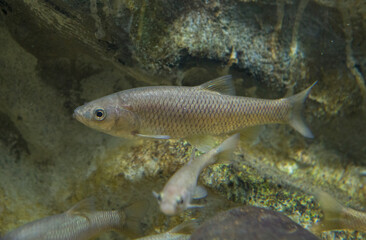 Fototapeta premium Squalius pyrenaicus, Southern Iberian chub or cacho