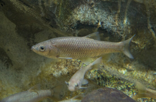 Squalius pyrenaicus, Southern Iberian chub or cacho