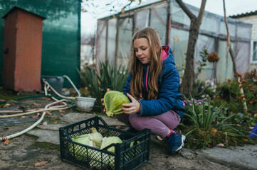 Photograph, portrait of a child, a teenage girl in the garden in autumn with a harvest of green cabbage in a box.