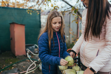 Photograph, portrait of a child, teenage girl, daughter and young woman mother in the garden in autumn with a harvest of many green cabbage in a box.