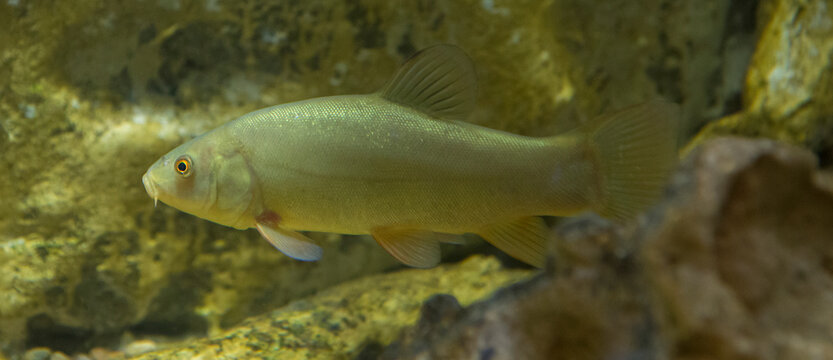 Tench, doctor fish, Tinca tinca, tenca