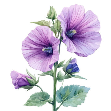 watercolor of Malva Flower, vector, isolated on a white background.