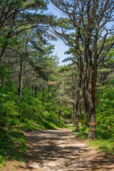 Pine Forest Dirt Path Green Summer Woods Sunlight