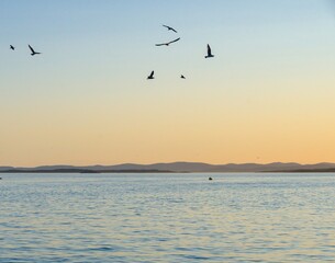 Fototapeta premium evening landscape over the Adriatic Sea. Silhouettes of birds in flight are visible against the sunset.