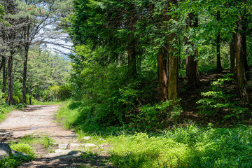 Forest Path Green Summer Woods Sunlight Nature