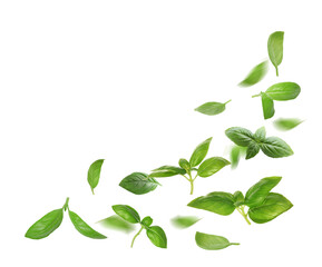 Green basil leaves falling on white background