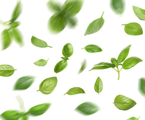 Green basil leaves falling on white background © New Africa