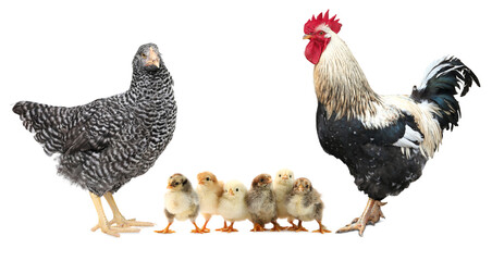 Rooster, hen and chicks on white background. Animal family