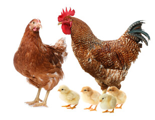 Rooster, hen and chicks on white background. Animal family
