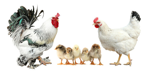 Rooster, hen and chicks on white background. Animal family