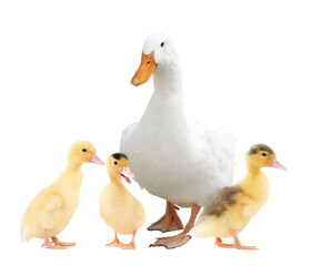 Duck with ducklings on white background. Animal family