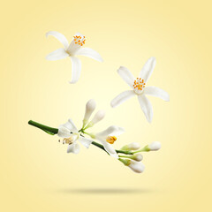 Citrus flowers and leaves falling on beige background © New Africa