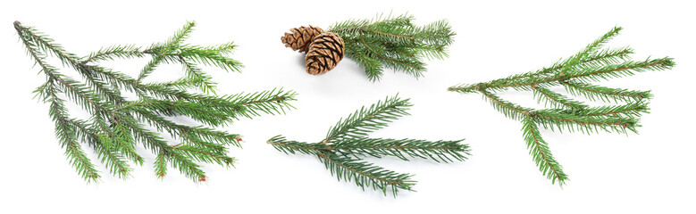 Fir tree branches and cones isolated on white, set © New Africa