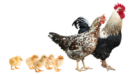 Rooster, hen and chicks on white background. Animal family