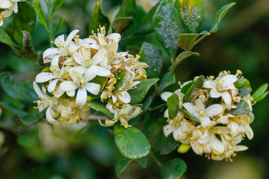 Close-up of the white, fragrant flowers of Orange Jasmine (Murraya paniculata), with dark green foliage. Flora, nature, garden.