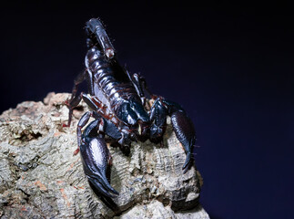 Black asian scorpion on cork bark.