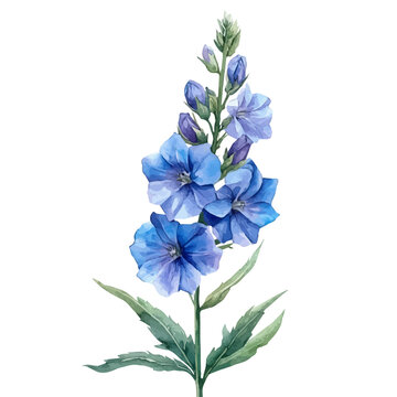 Larkspur Flower, watercolor drawing vector, isolated on a white background.