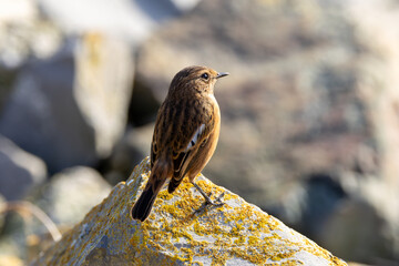 Female Stonechat (Saxicola rubicola), Common in coastal dunes, heathland and scrub across Ireland