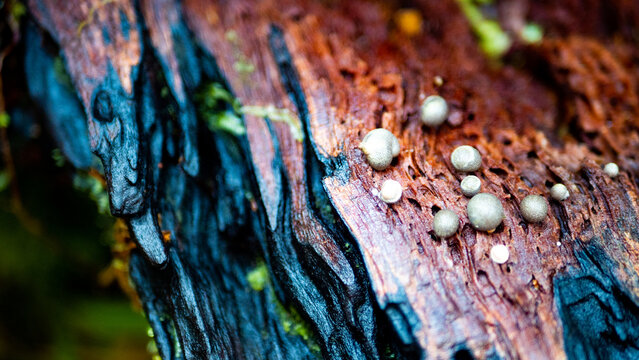 west coast new zealand hiking nature close up plants green thick native bush 