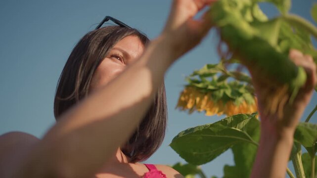 caucasian botanist examining sunflower growth from low angle against blue sky, careful hand measurements and observation, field research vibe, bright daylight and focused expression