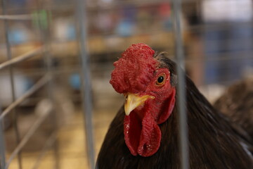 close up of a rooster