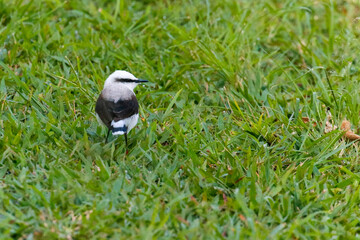 Masked Water-Tyrant (Fluvicola nengeta) with black and white plumage on green grass. Bird viewed from behind in sharp focus.