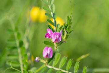 Close up of common vetch (vicia sativa) flowers in bloom