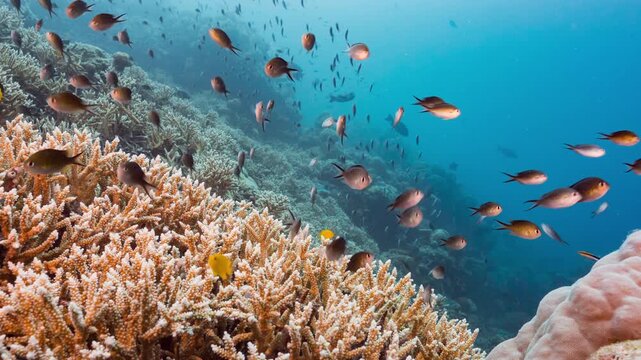 Medium underwater shot of coral reef with multitudes of small tropical fish