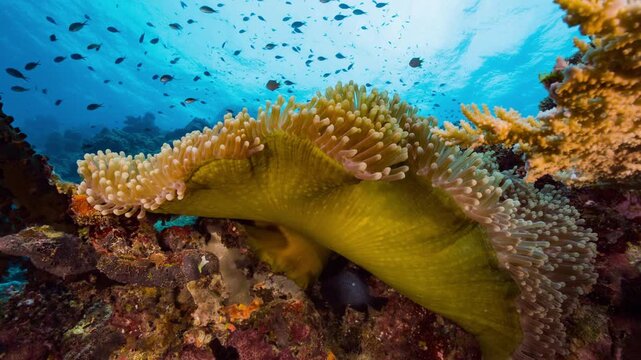 Low angle underwater shot looking up at a coral reef and yellow anemone with schooling fish and waters surface in background