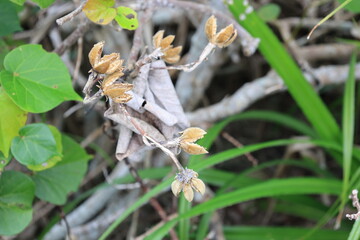 割れたムクゲの実の痕跡