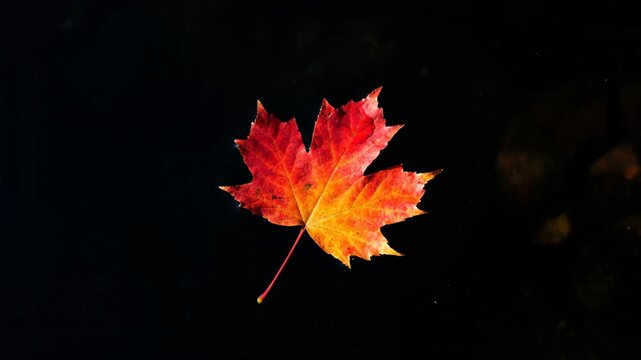 Top-down shot of a single vibrant red and orange maple leaf floating on still dark water