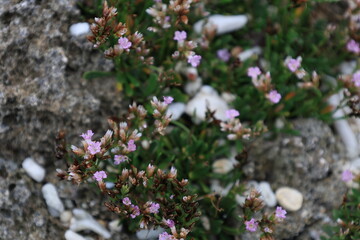 ピンク色のイソマツの花のアップ
